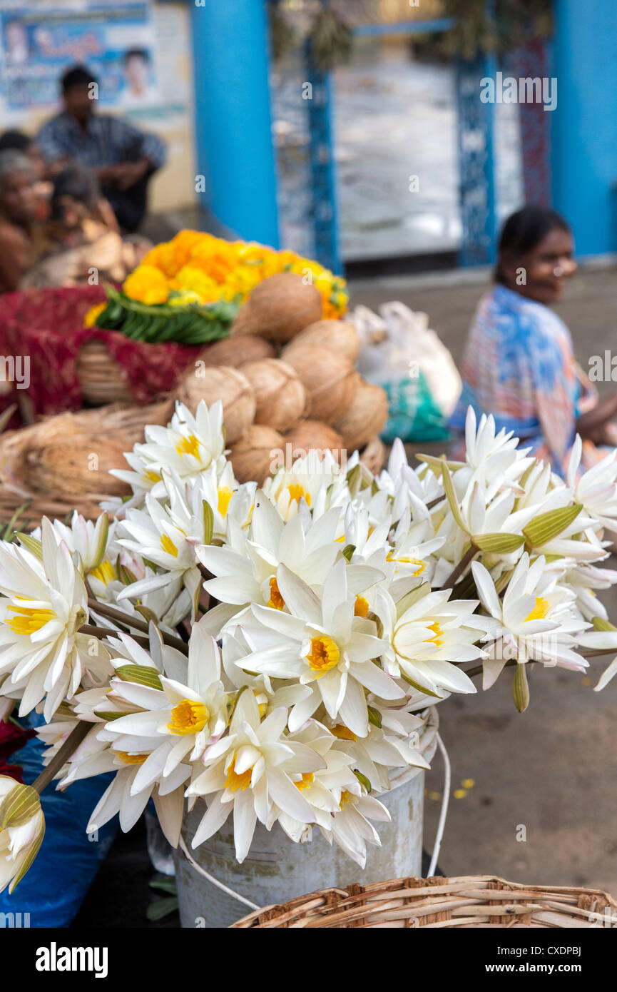 Lotusblüte und Kokos Tempelopfern außerhalb einen hindu-Tempel. Puttaparthi, Andhra Pradesh, Indien Stockfoto