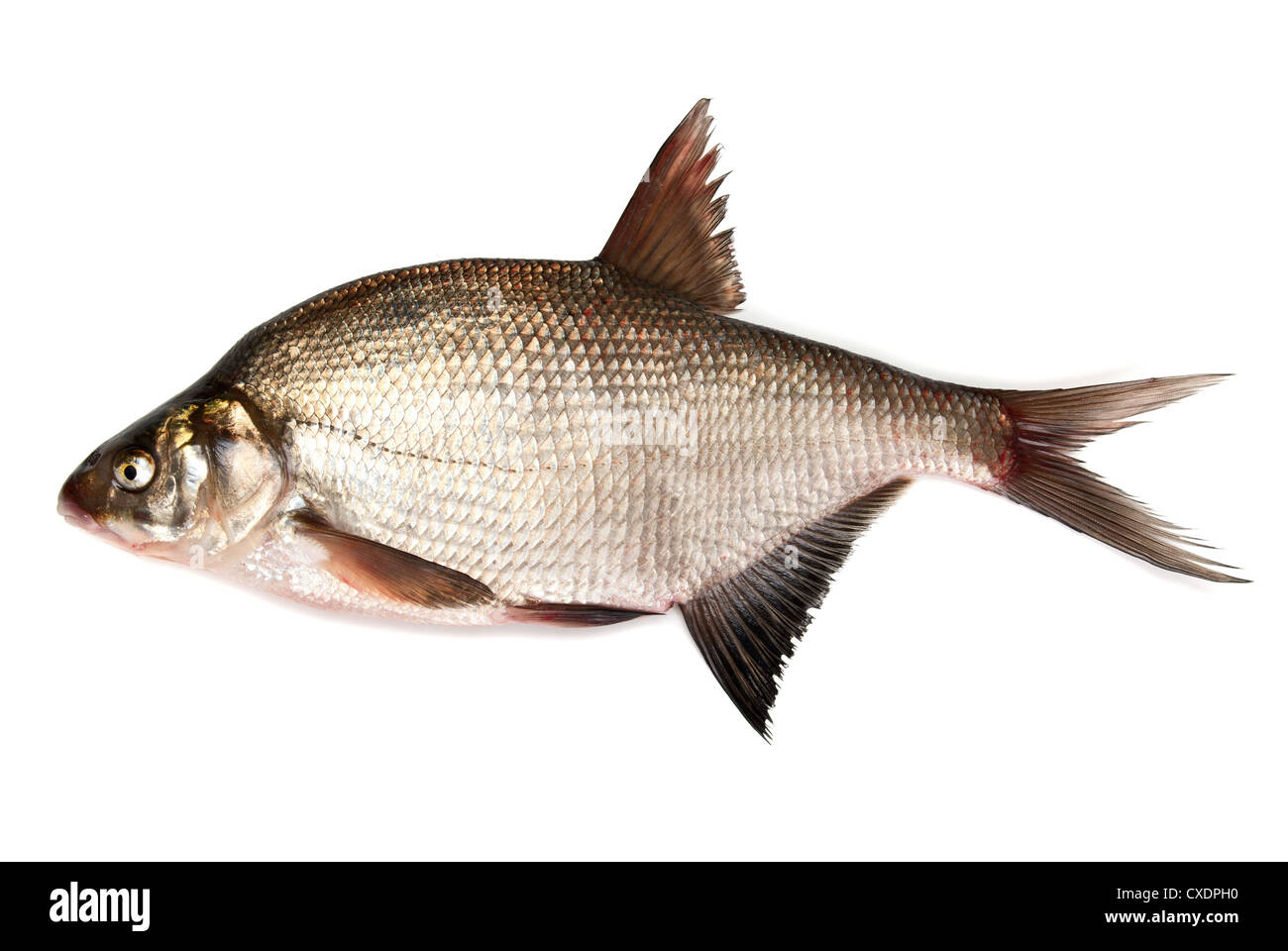 Frische Dorade Fisch auf weißem Hintergrund Stockfoto