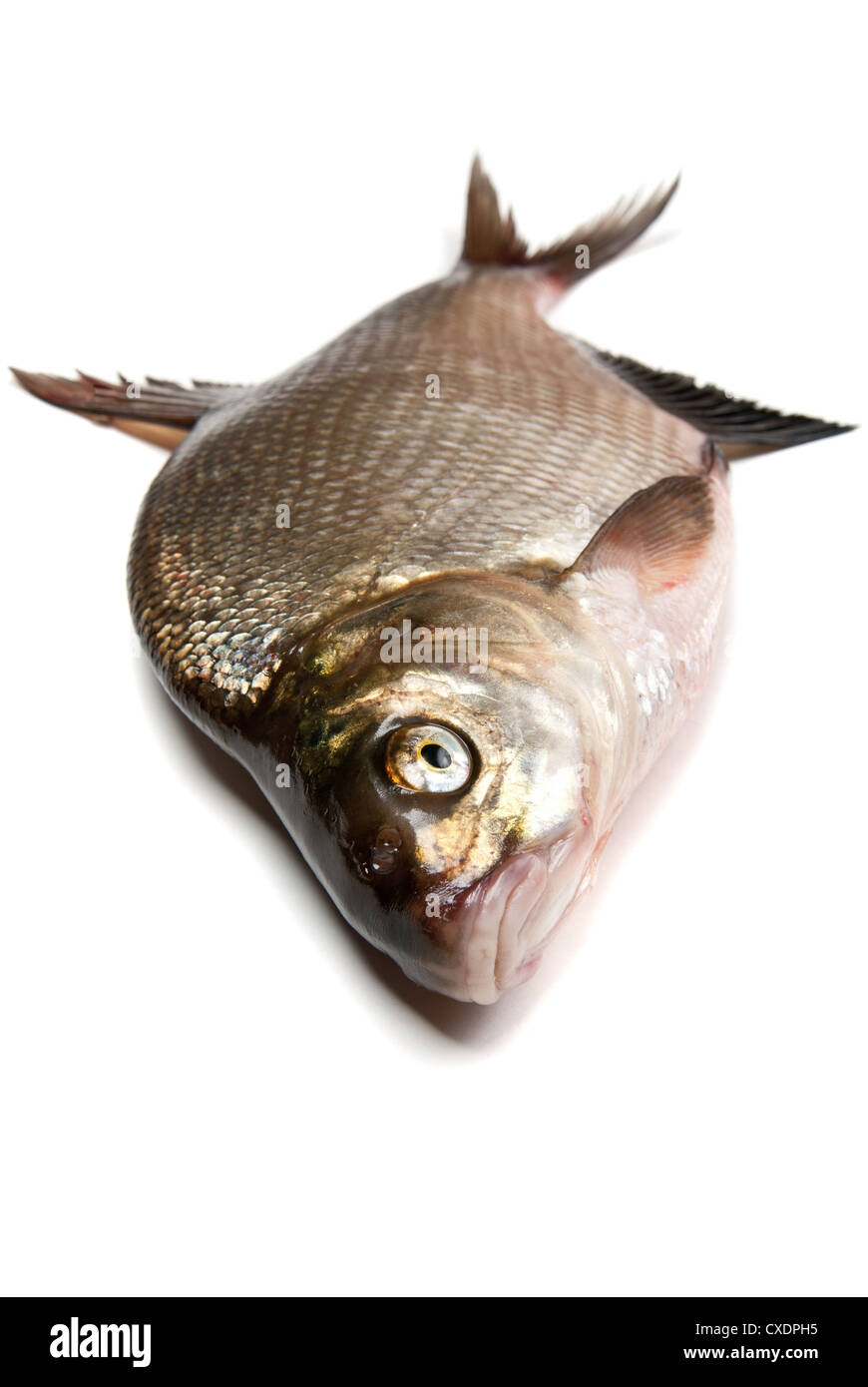 Frische Dorade Fisch auf weißem Hintergrund Stockfoto