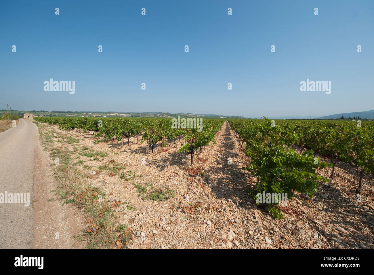 Reben wachsen auf Kies bedeckten Boden in Rasteau in Cotes du Rhone, mit einer ländlichen Straße Stockfoto