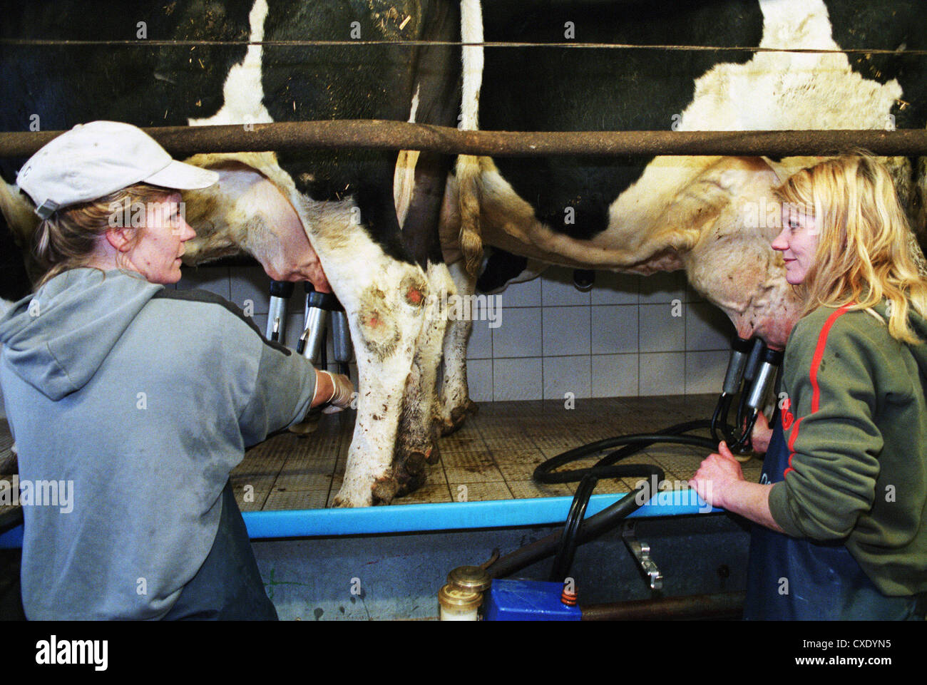 Heidenau Kühe melken Stellung im Melkstand verbunden werden Stockfoto