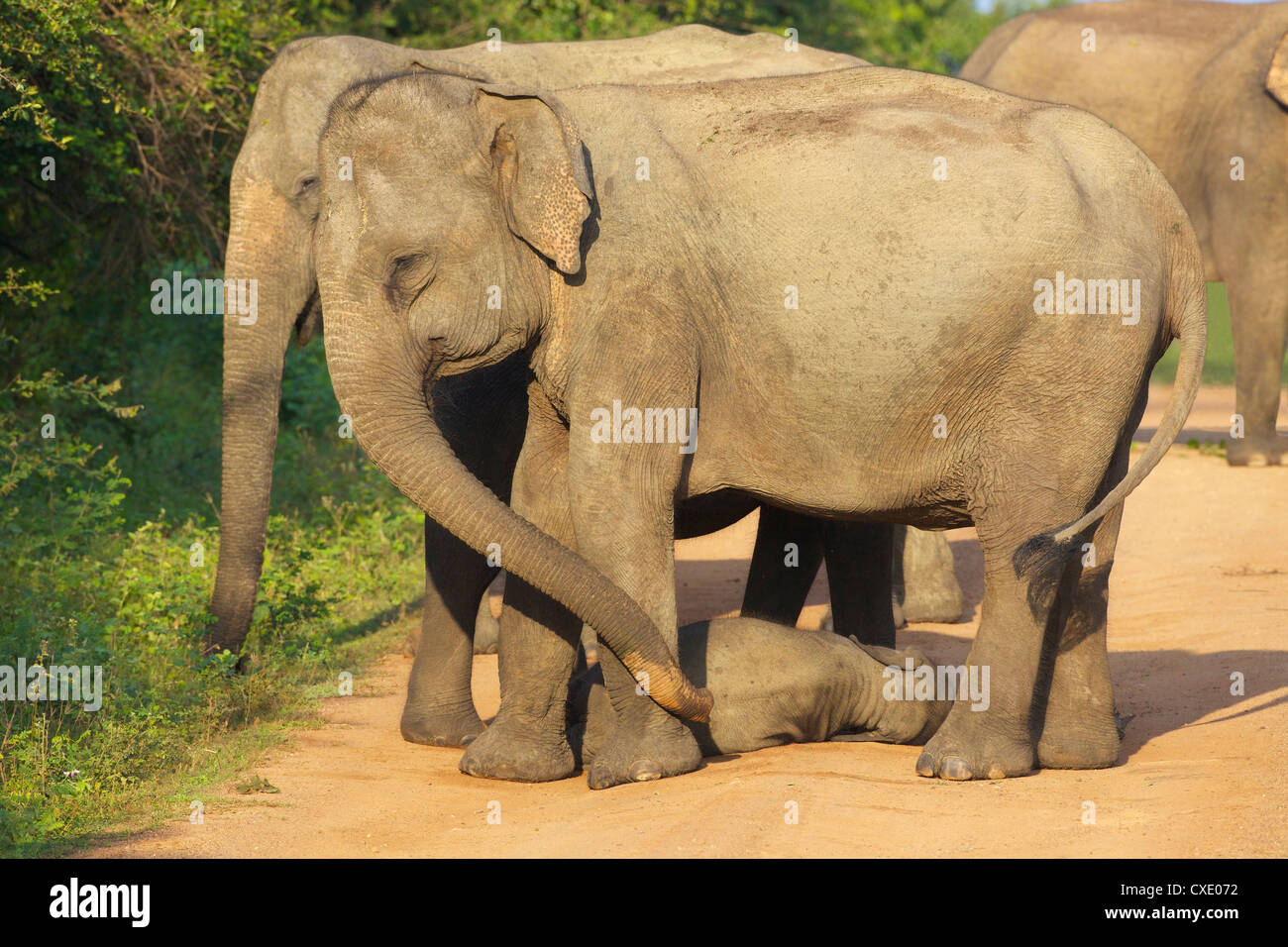 Wilde asiatische Elefanten mit Baby Elefant, Yala-Nationalpark, Sri Lanka, Asien Stockfoto