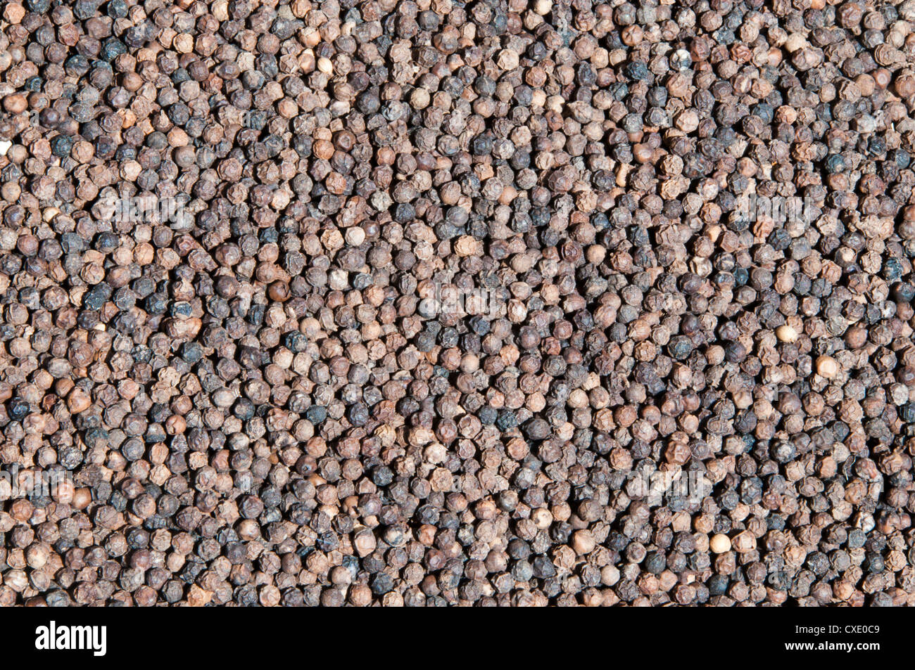 Getrocknete schwarze Pfeffer Stockfoto