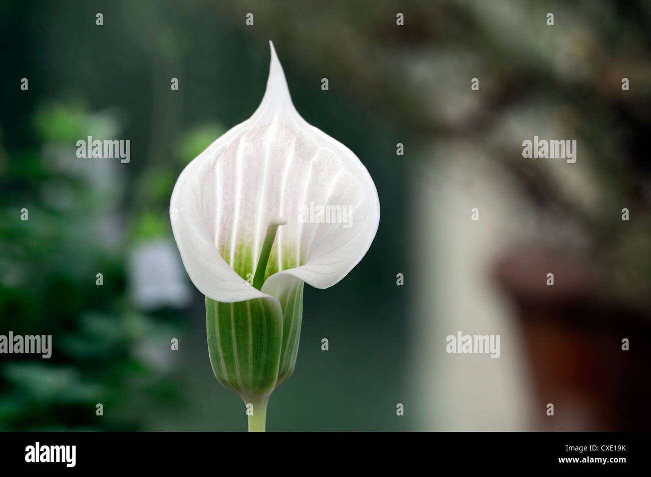 Arisaema Candidissimum Stauden Blumen Blüte Blüten Nahaufnahmen Nahaufnahmen USV Drachen arum Stockfoto