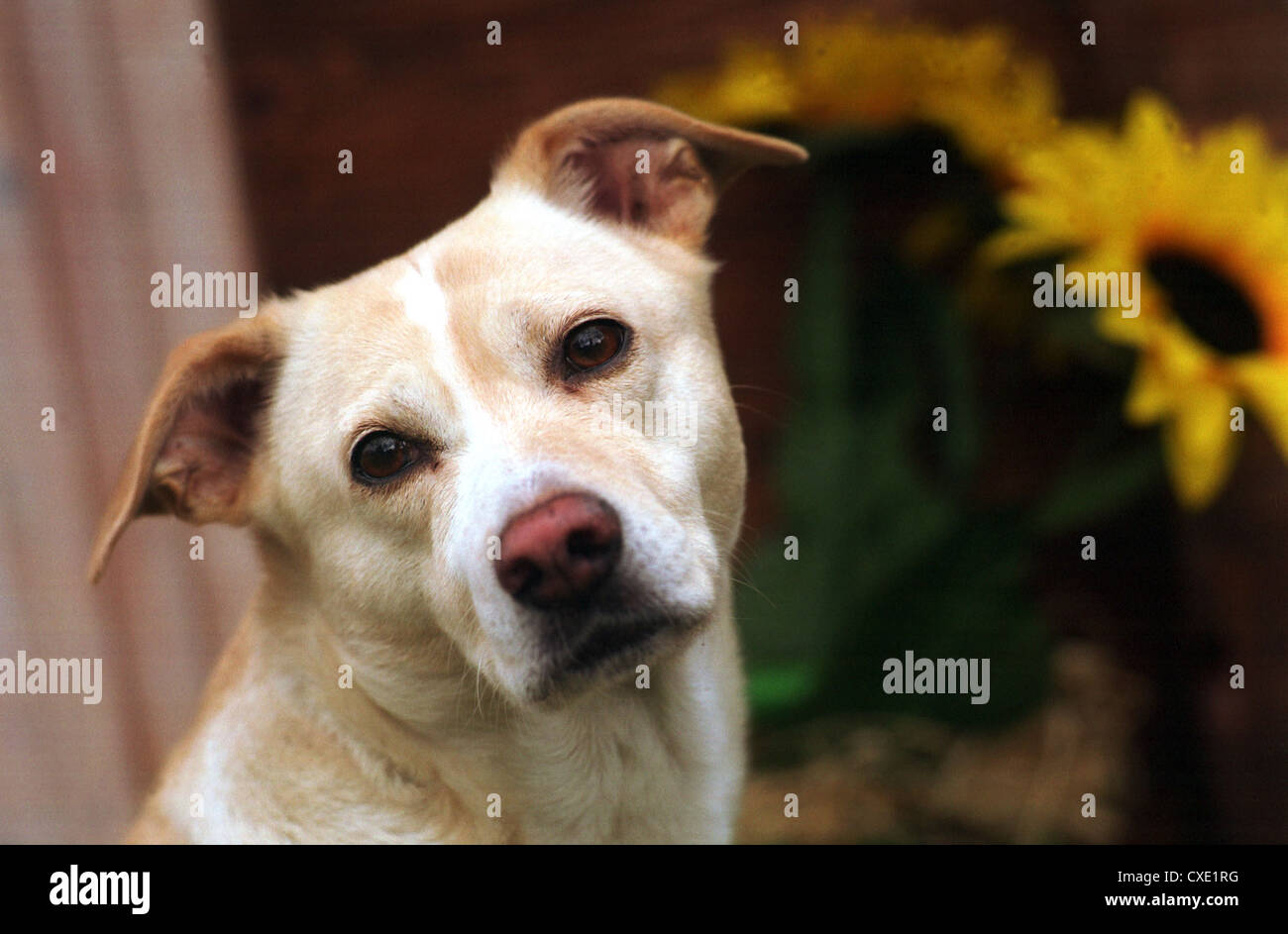 Cottbus, gemischte Rasse Hund mit Sonnenblume Stockfoto
