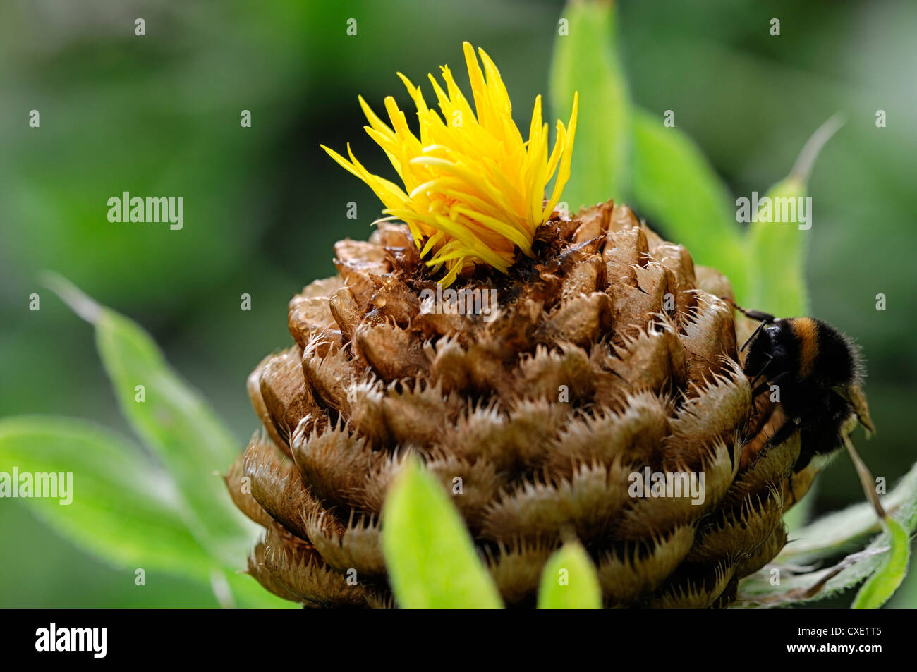 Centaurea Macrocephala Bumble Bee Riesen Flockenblume gelbe Blume Blüte Blüte Stockfoto