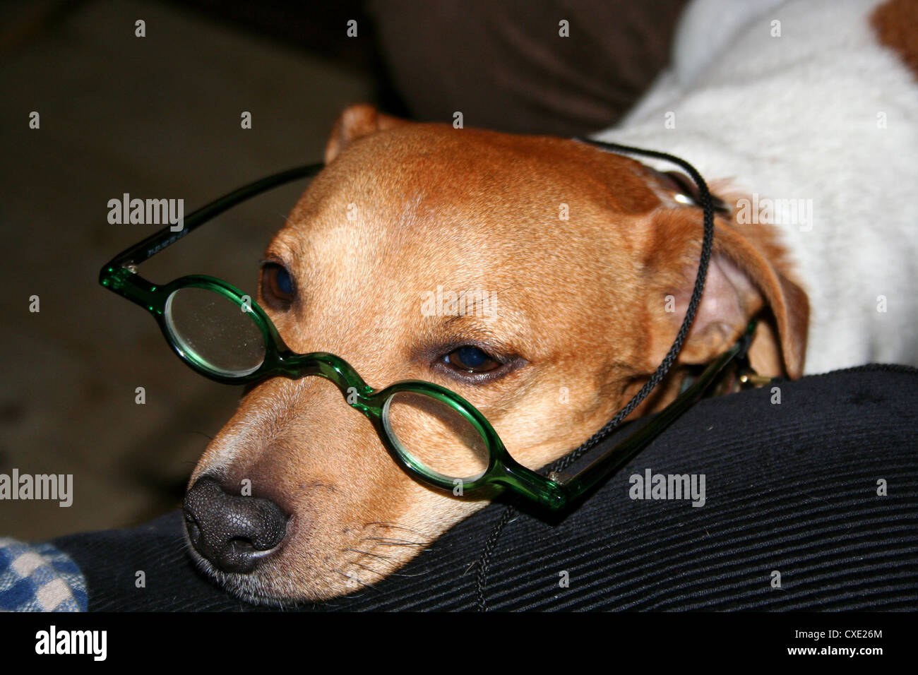 Haus Anne, Jack Russell Terrier Stockfoto