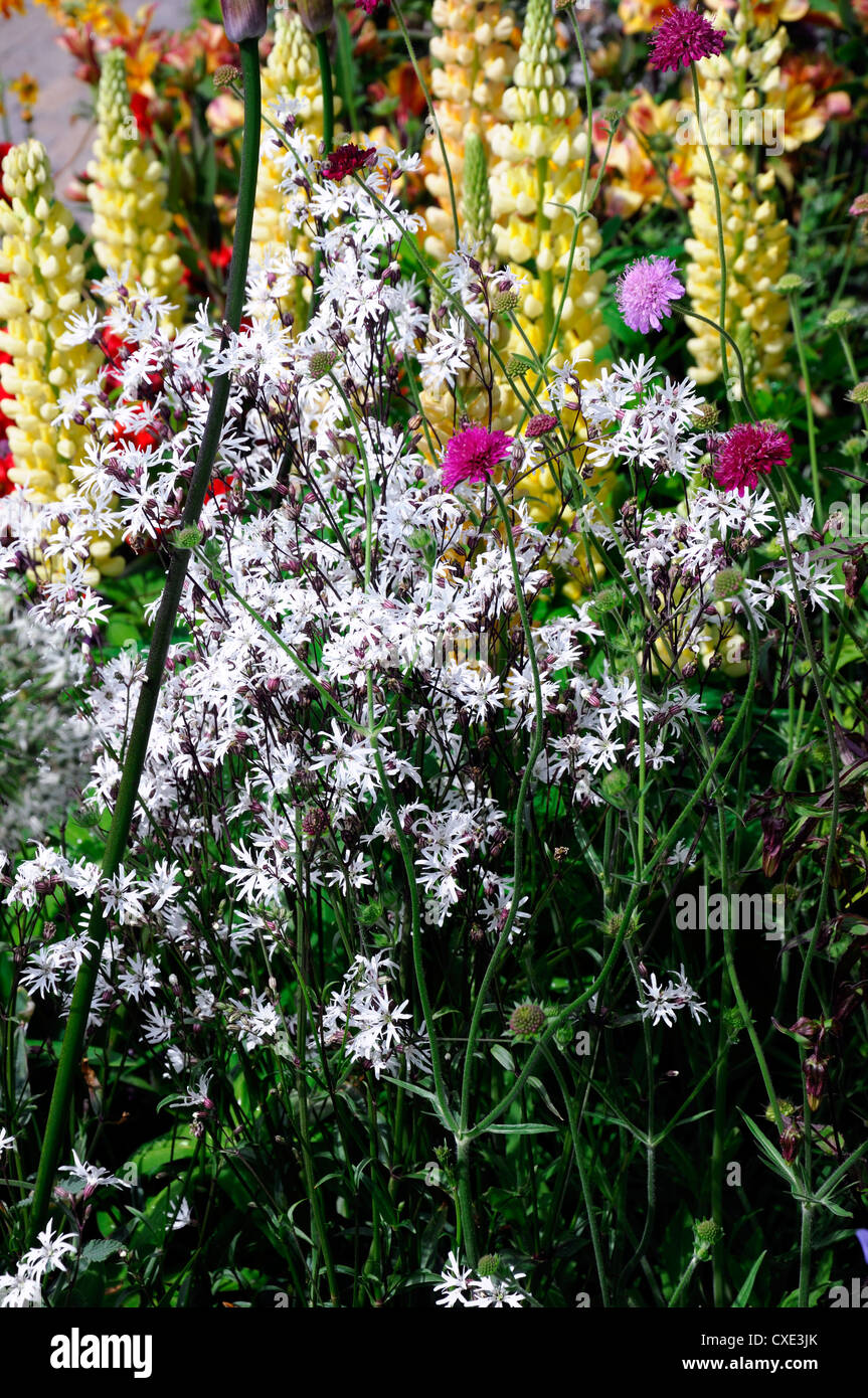 Lychnis weißen Robin Knautia Witwenblume Lupine mehrjährige Pflanzen Regelung Grenze gemischt weiß-lila-gelb Stockfoto