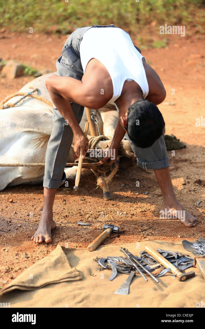 Hufschmied trimmen eine indische Zebu Hufe Andhra Pradesh in Indien Stockfoto