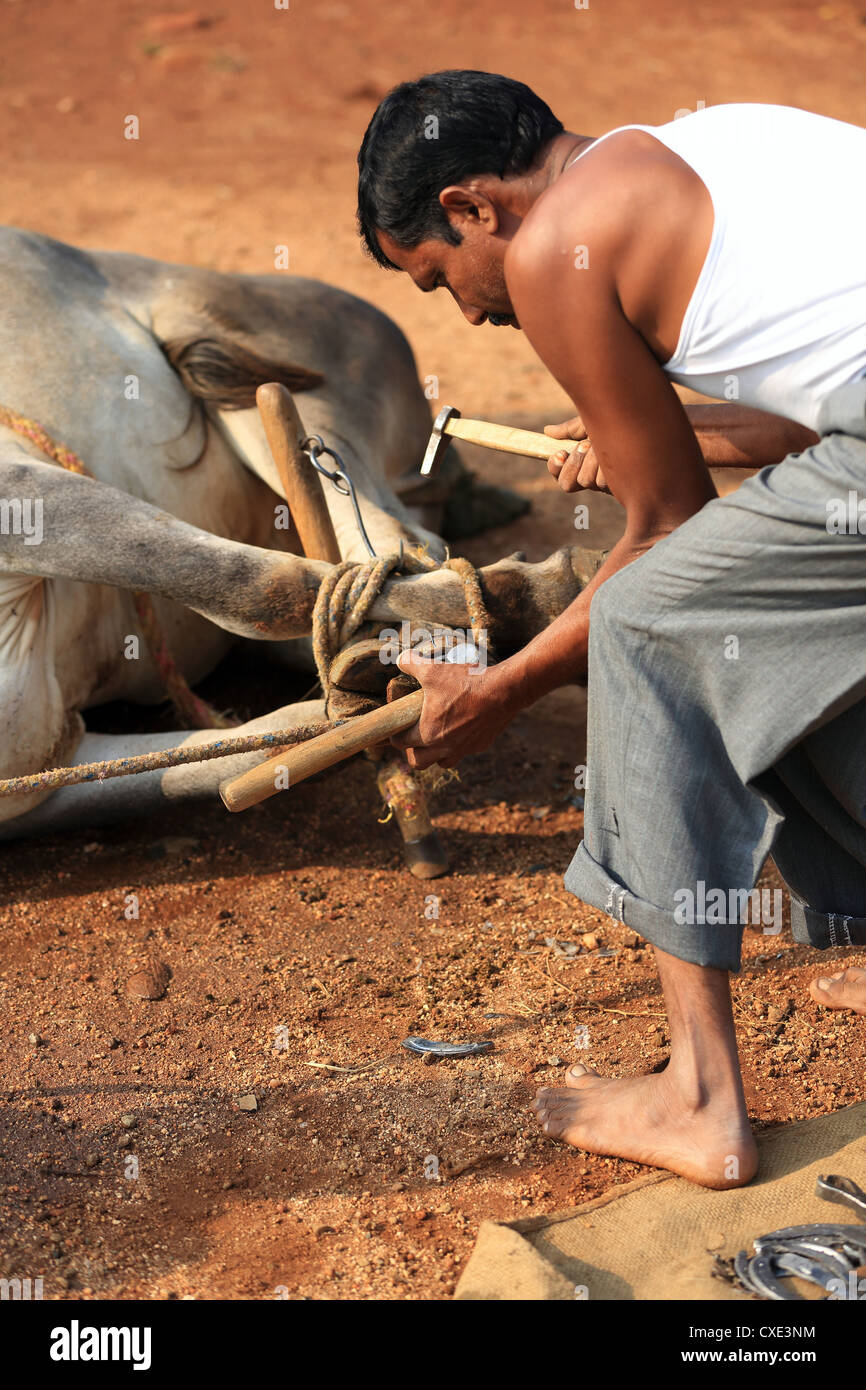 Hufschmied trimmen eine indische Zebu Hufe Andhra Pradesh in Indien Stockfoto