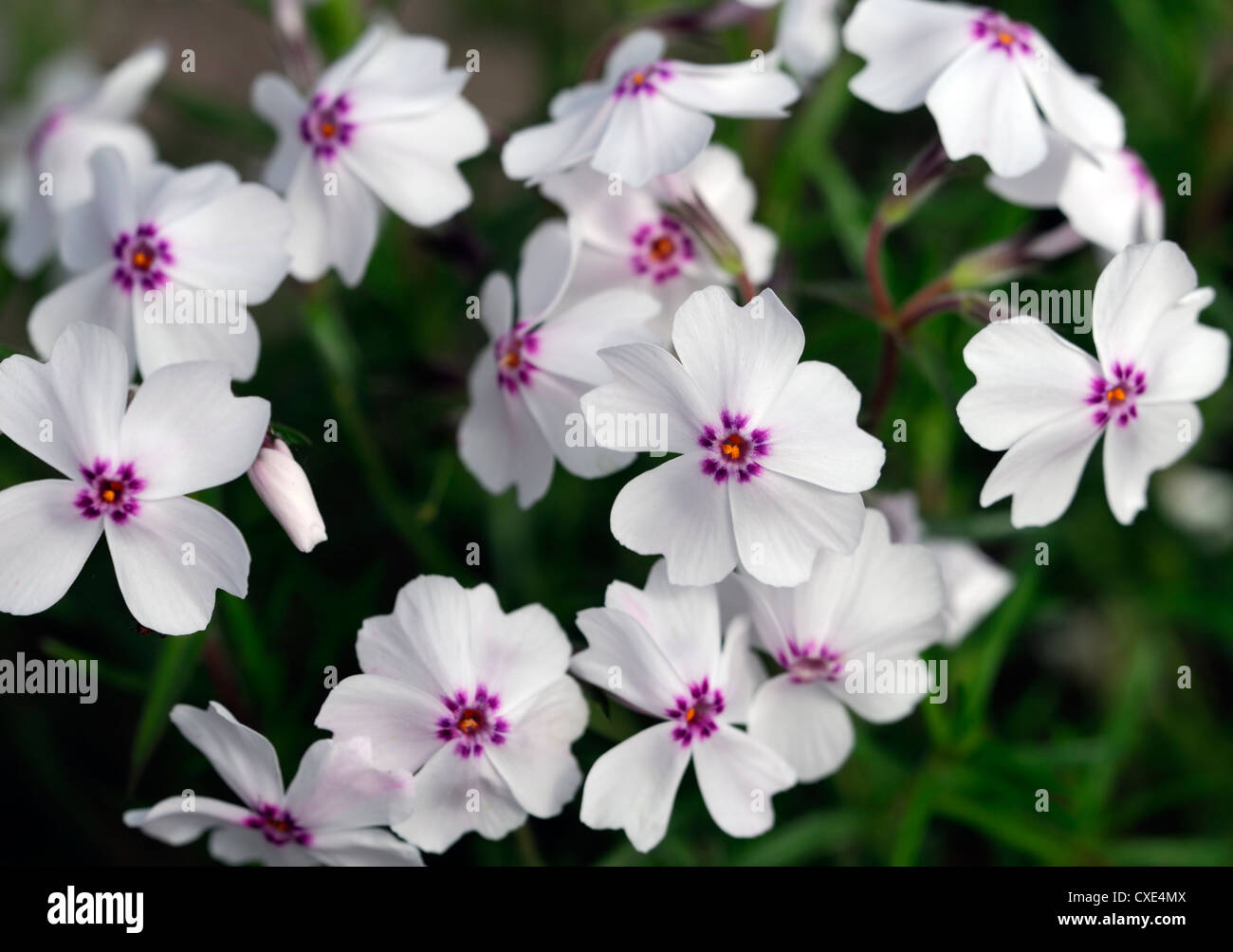 Phlox Subulata erstaunliche Gnade weiß rosa Pflanze Porträts Nahaufnahmen Blumen blühenden Stauden Stockfoto