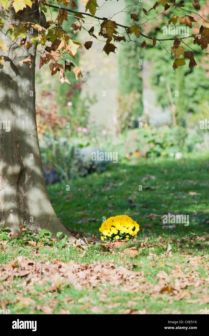 Eingemachte Chrysanthemen auf Basis der Platane Stockfoto