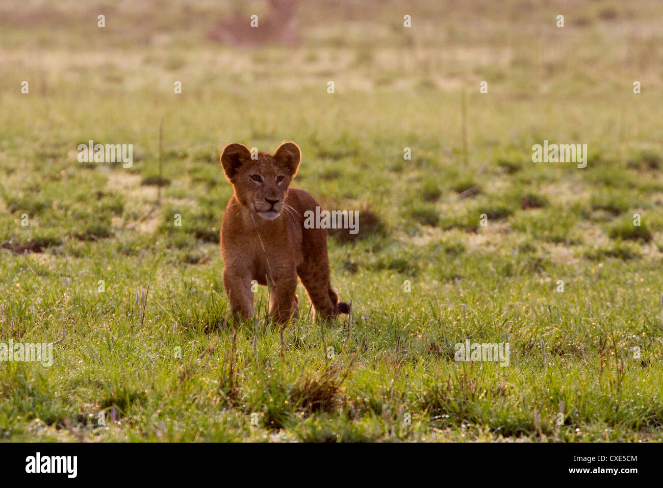 Löwenjunges (Panthera Leo) spielen, Queen Elizabeth National Park, Uganda Stockfoto