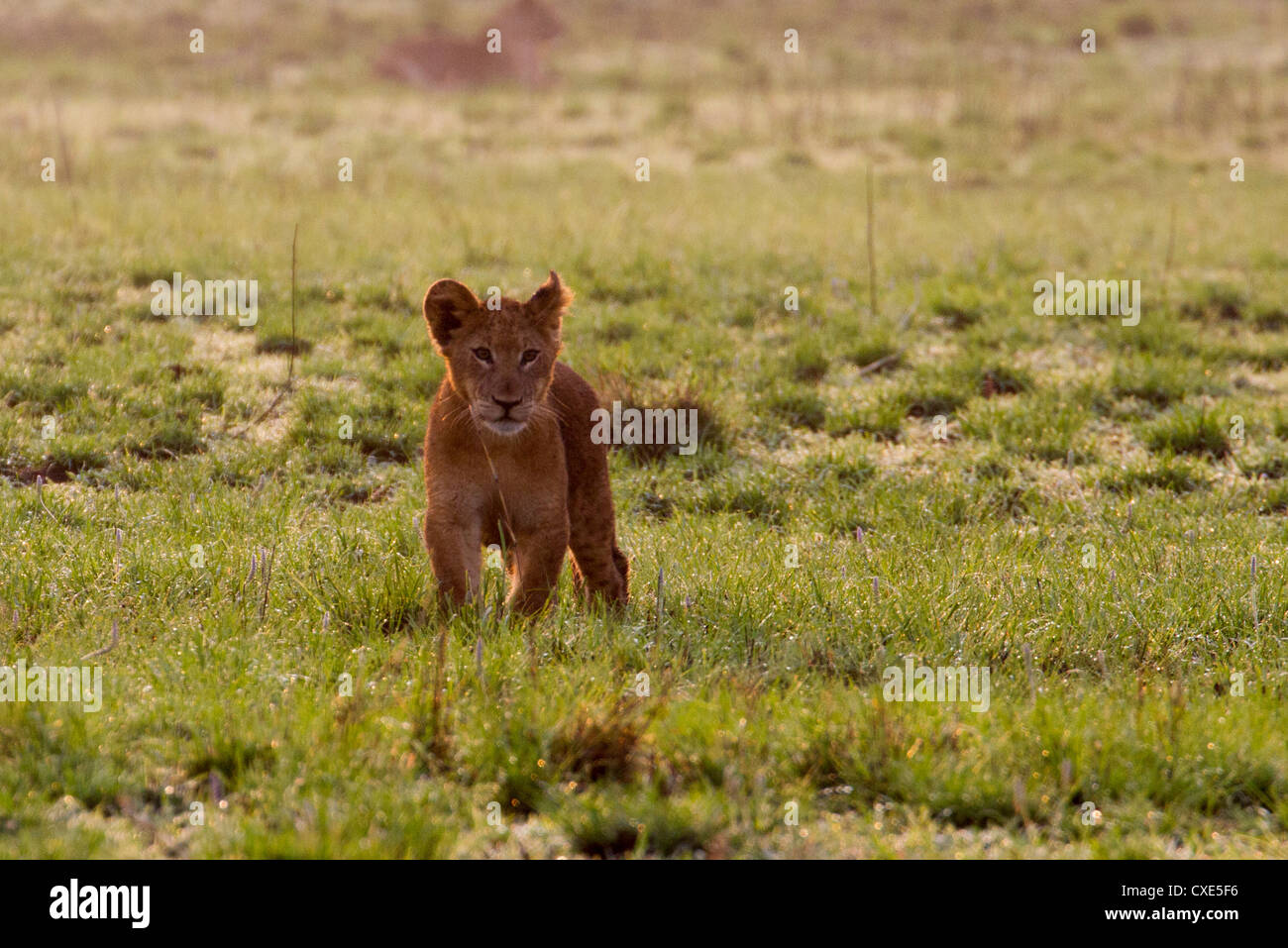 Löwenjunges (Panthera Leo) spielen, Queen Elizabeth National Park, Uganda Stockfoto