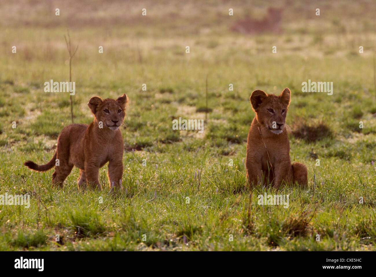Zwei Löwenbabys (Panthera Leo) spielen, Queen Elizabeth National Park, Uganda Stockfoto