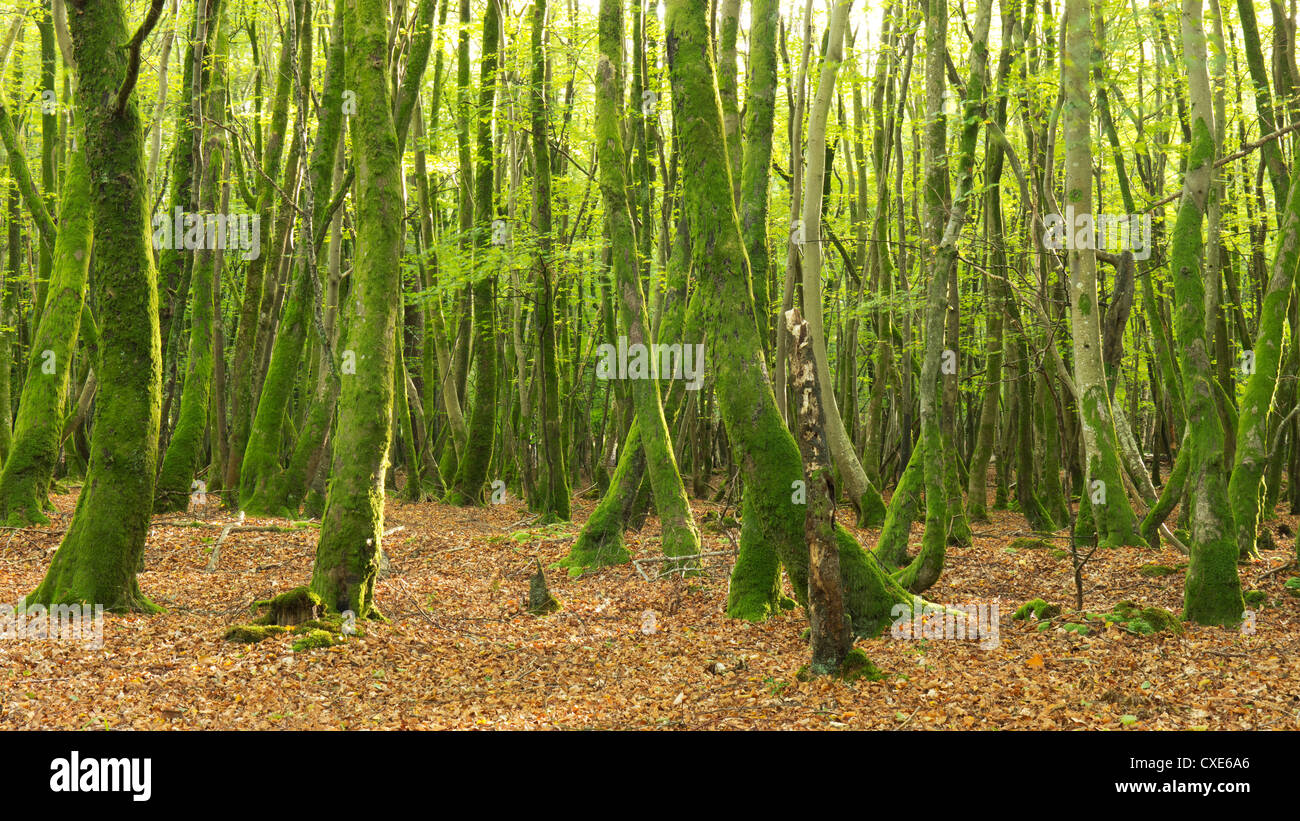 Innere des Waldes, New Forest, Hampshire, England, Vereinigtes Königreich Stockfoto