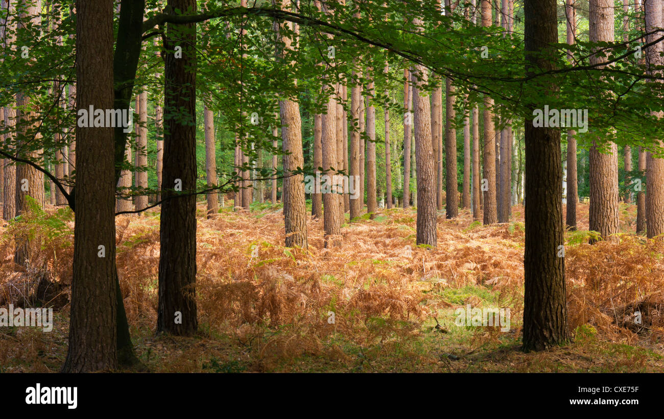 Innere des Pinienwaldes, New Forest, Hampshire, England, Vereinigtes Königreich Stockfoto