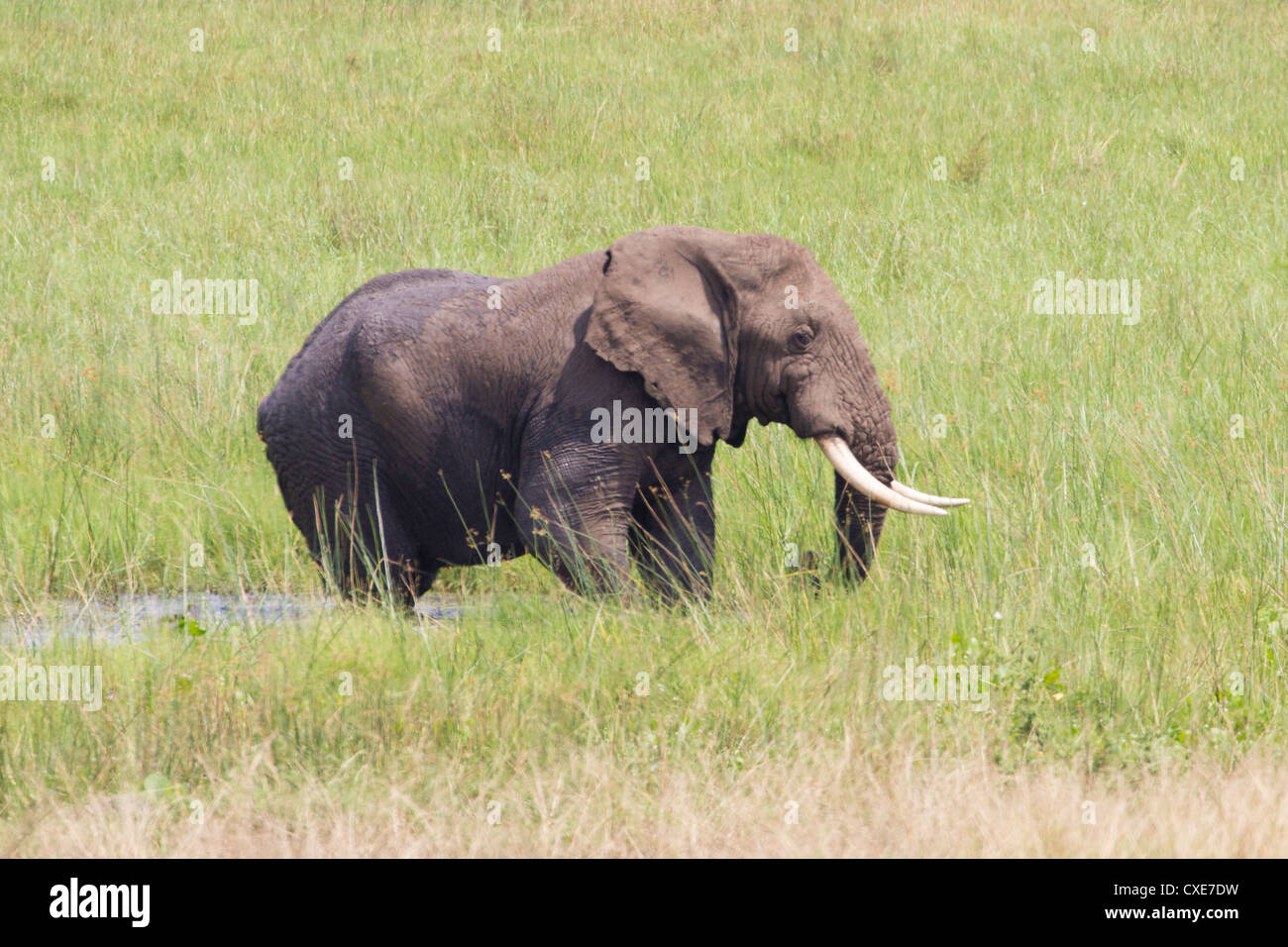 Männlichen afrikanischen Elefanten (Loxodonta Africana) am Wasserloch Queen Elizabeth NP, Uganda Stockfoto