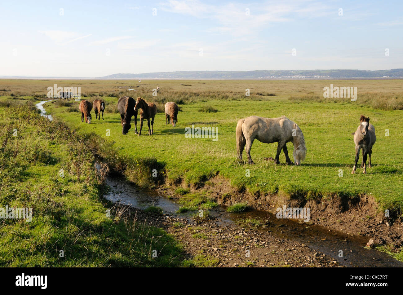 Welsh Mountain Ponys (Equus Caballus) Weiden, Llanrhidian Salzwiesen, The Gower Halbinsel Wales Stockfoto