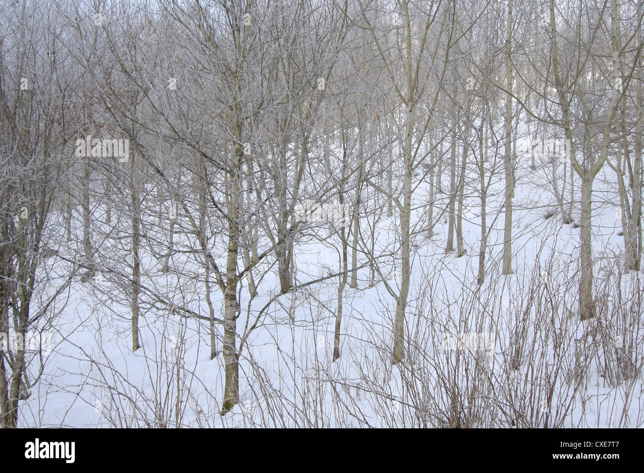 Verschneite Bäume in Campsie Glen in der Nähe von Glasgow, Schottland Stockfoto