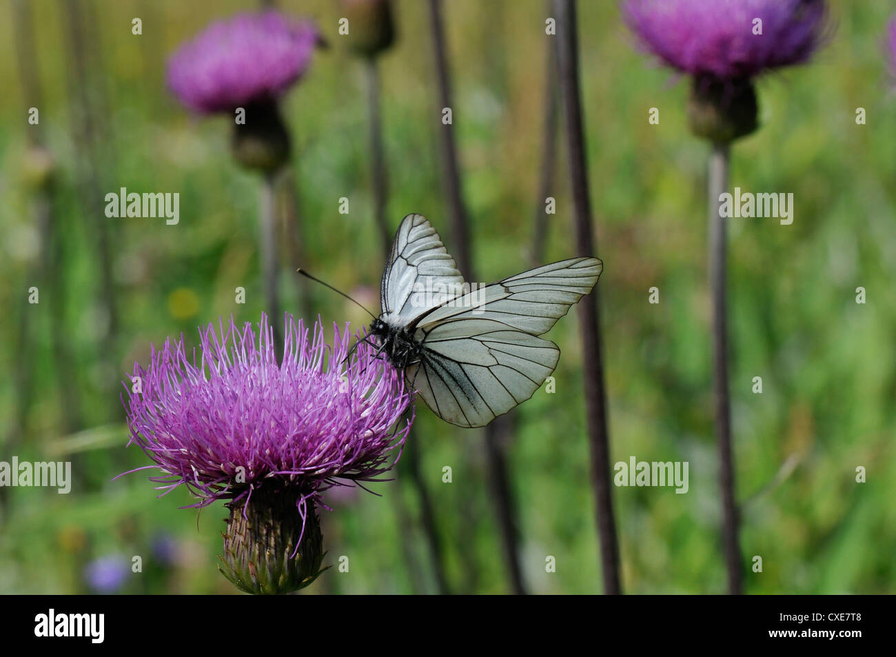 Schwarz geädert weißer Schmetterling Fütterung vom pannonischen Distel (Cirsium Pannonicum), Slovenianan der Julischen Alpen, Slowenien, Stockfoto