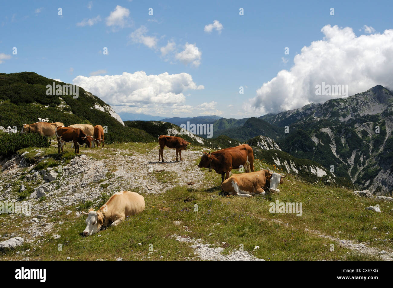 Kleine Herde Kühe (Bos Taurus) auf alpinen Weiden in den Julischen Alpen, Nationalpark Triglav, Sloweniens, slovenianan Stockfoto