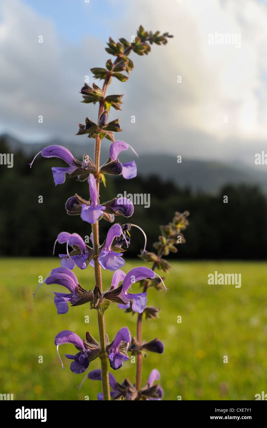 Wiese Salbei (Salvia Pratensis) Blüten in traditionellen Mähwiese, Julischen Alpen, Slowenien, Slowenien, Europa, Europäische Stockfoto