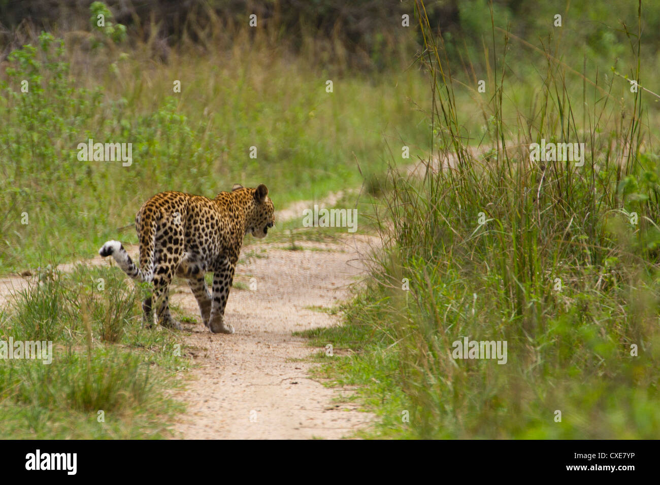 Rückansicht des Gehens weibliche Leoparden (Panthera Pardus), Queen Elizabeth Nationalpark, Uganda Stockfoto