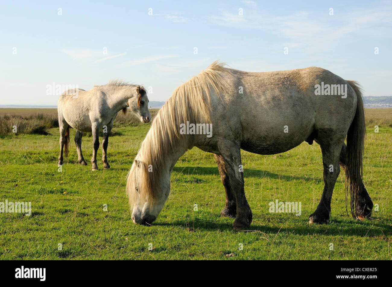 Zwei Welsh Mountain Ponys (Equus Caballus) Weiden, Llanrhidian Salzwiesen, The Gower Halbinsel Wales Stockfoto