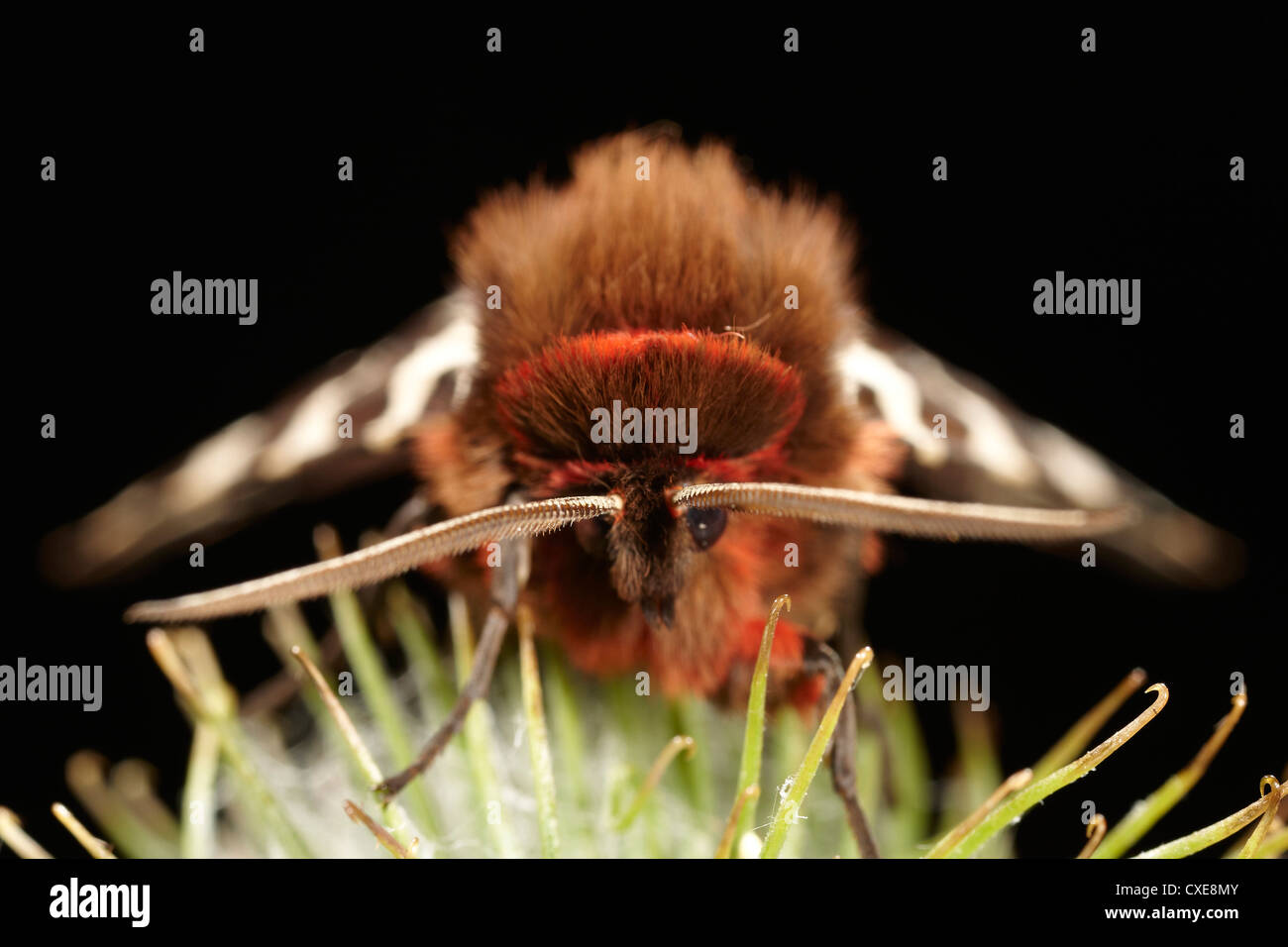 Garten-Tiger Moth, Arctia Caja, UK Stockfoto
