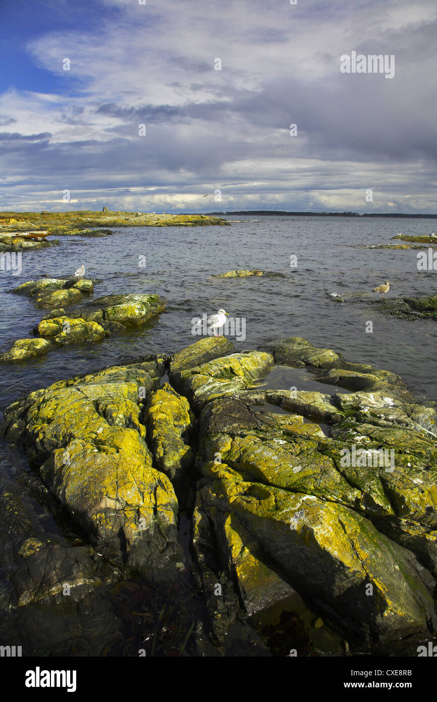 Seevögel und malerischen Küstenfelsen Stockfoto