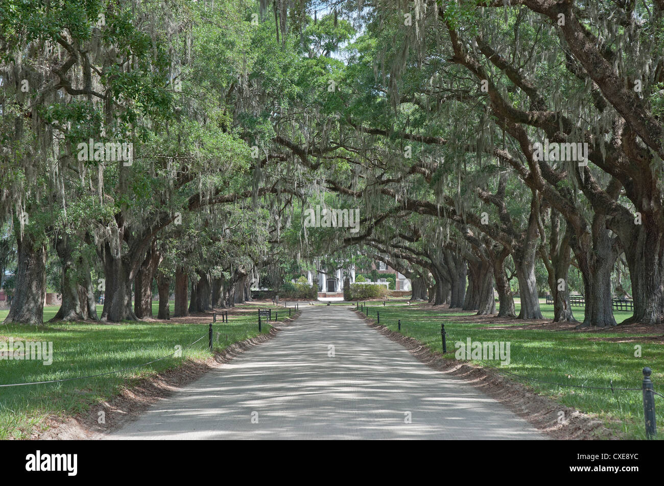 Boone Hall Plantage in der Nähe von Charleston, South Carolina--3/4 Meile lange "Avenue of Oaks" begrüßt Besucher betreten das Gelände. Stockfoto