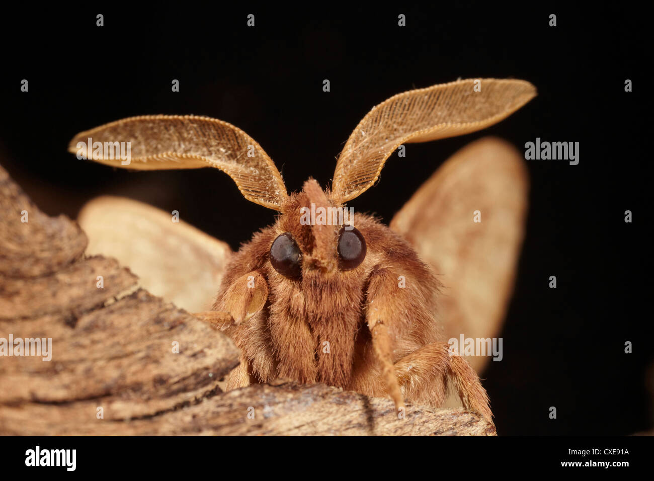 Trinker Motte, Euthrix Potatoria Anhebung seiner Antenne, East Yorkshire, UK. Stockfoto