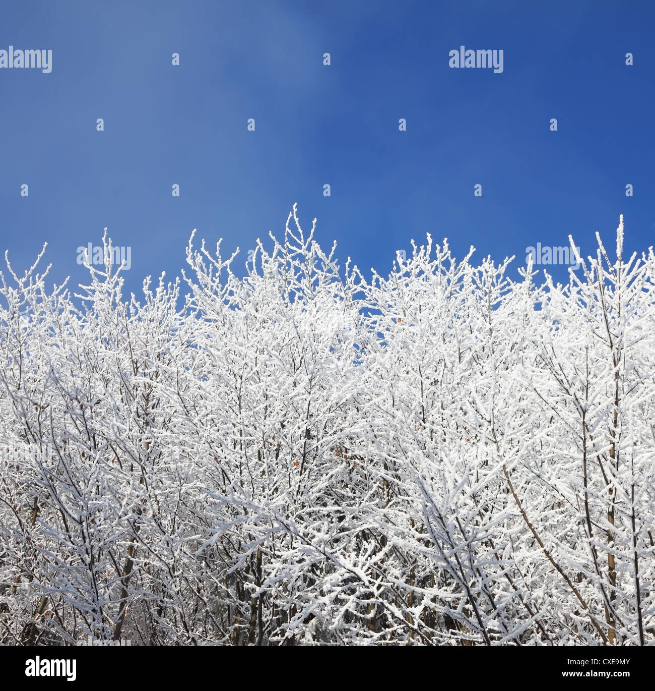 Schnee-bedeckten Baum Stockfoto