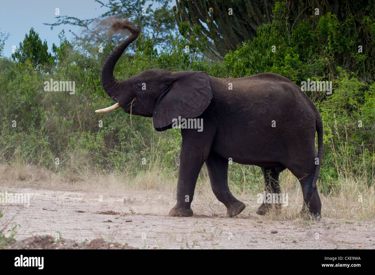 Afrikanischer Elefant (Loxodonta Africana) mit Staub baden Queen Elizabeth NP, Uganda Stockfoto