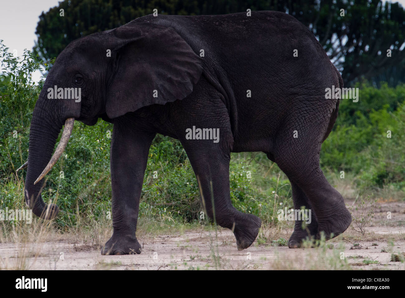 Afrikanischer Elefant (Loxodonta Africana) Queen Elizabeth NP, Uganda Stockfoto