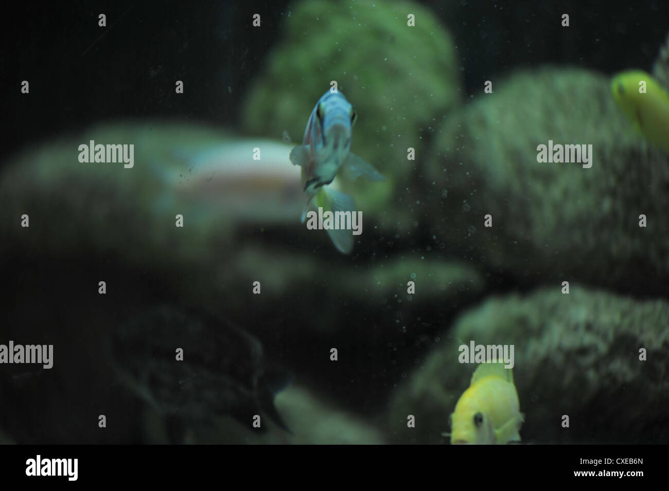 Fisch, Tier Stockfoto
