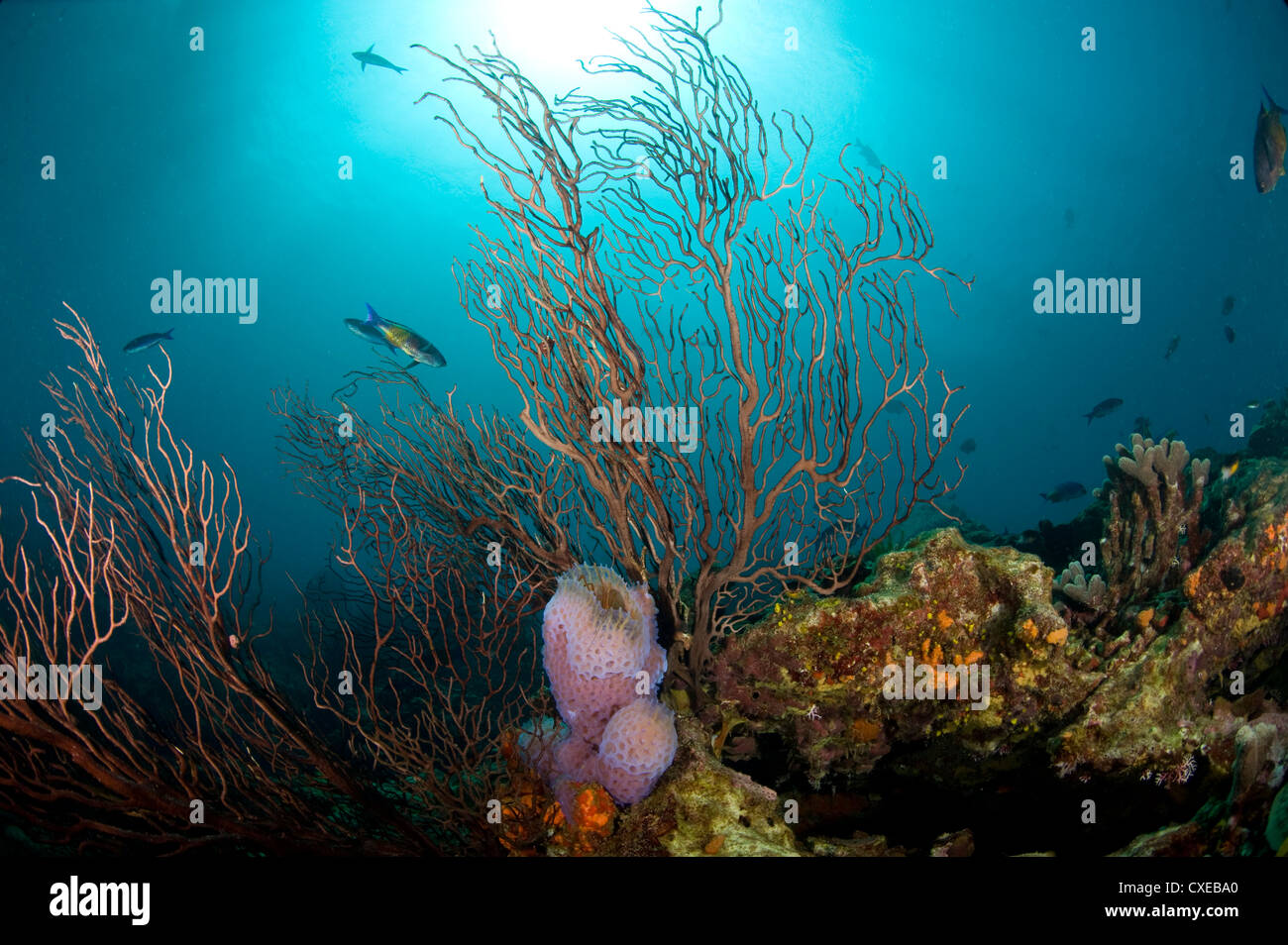 Riff-Szene mit Ventilator Korallen und Vase Schwamm, St. Lucia, Karibik, Karibik, Mittelamerika Stockfoto