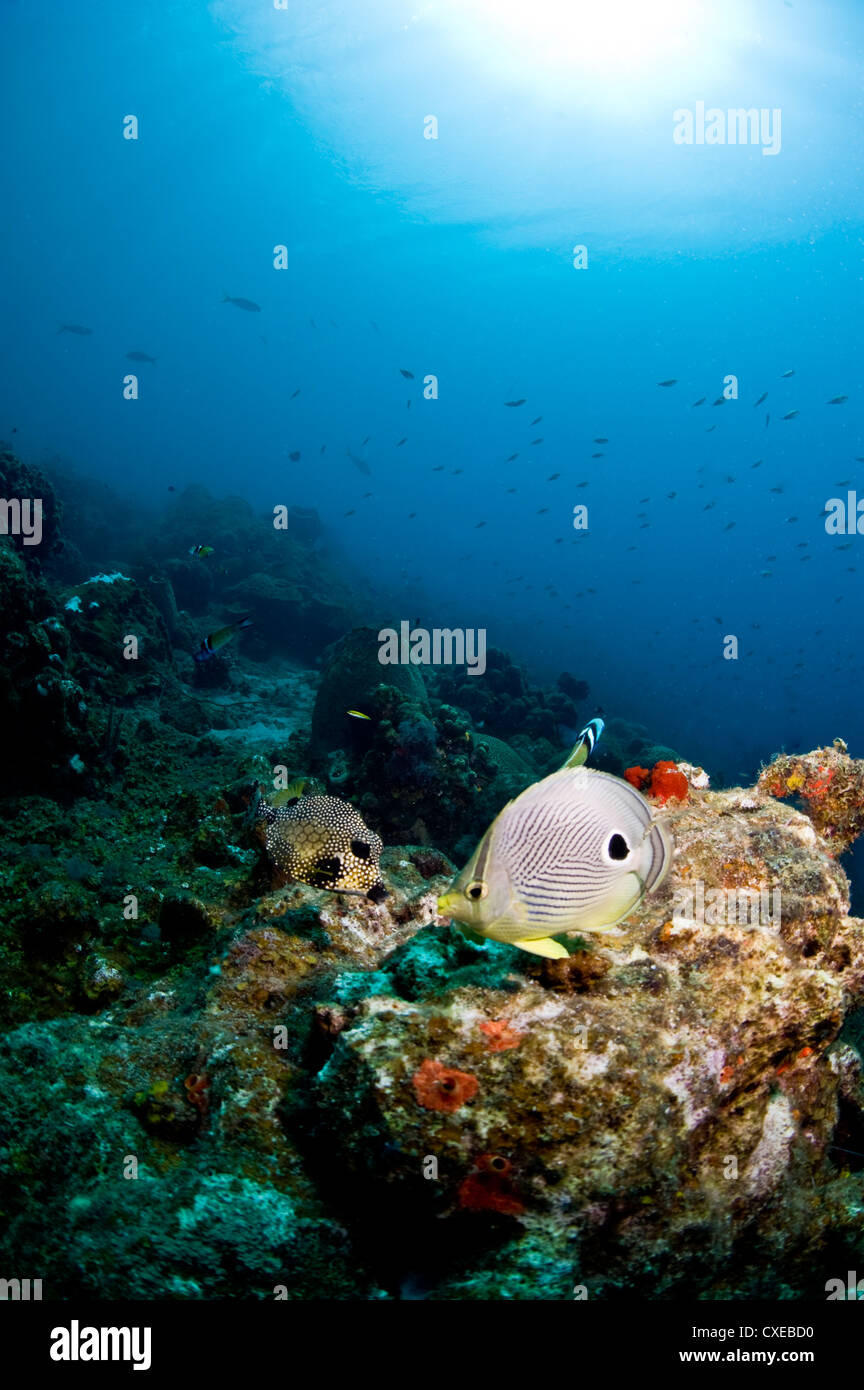 Glatte Trunkfish (Lactophrys Triqueter) und Foureye Butterflyfish (Chaetodontidae Capistratus), St.Lucia, West Indies Stockfoto