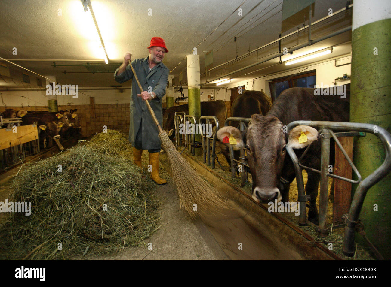 Tirol, ein Bauer seine Kühe im Stall füttern Stockfoto