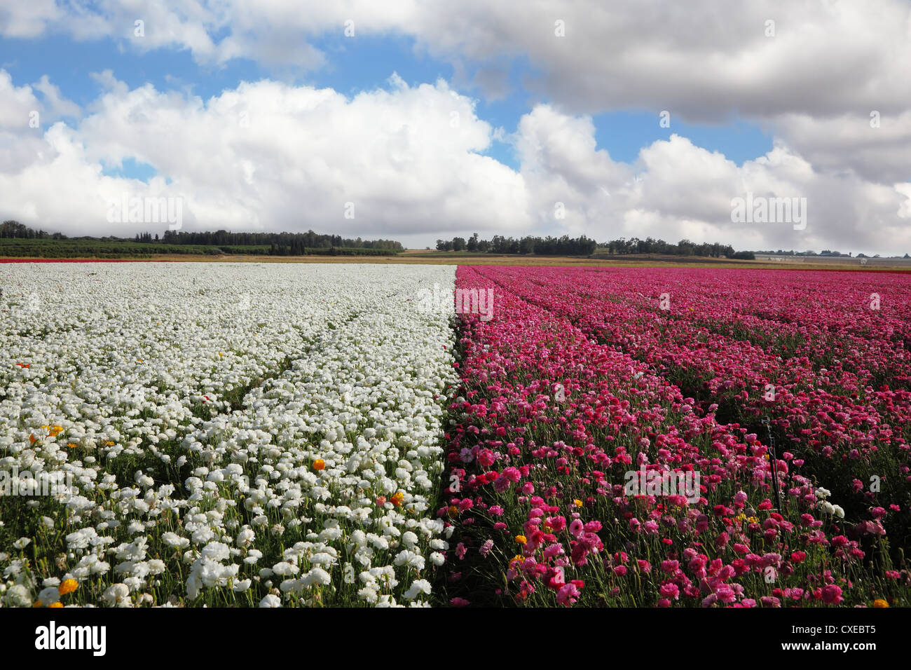 Ein weites Feld von weißen und lila Blüten Stockfoto