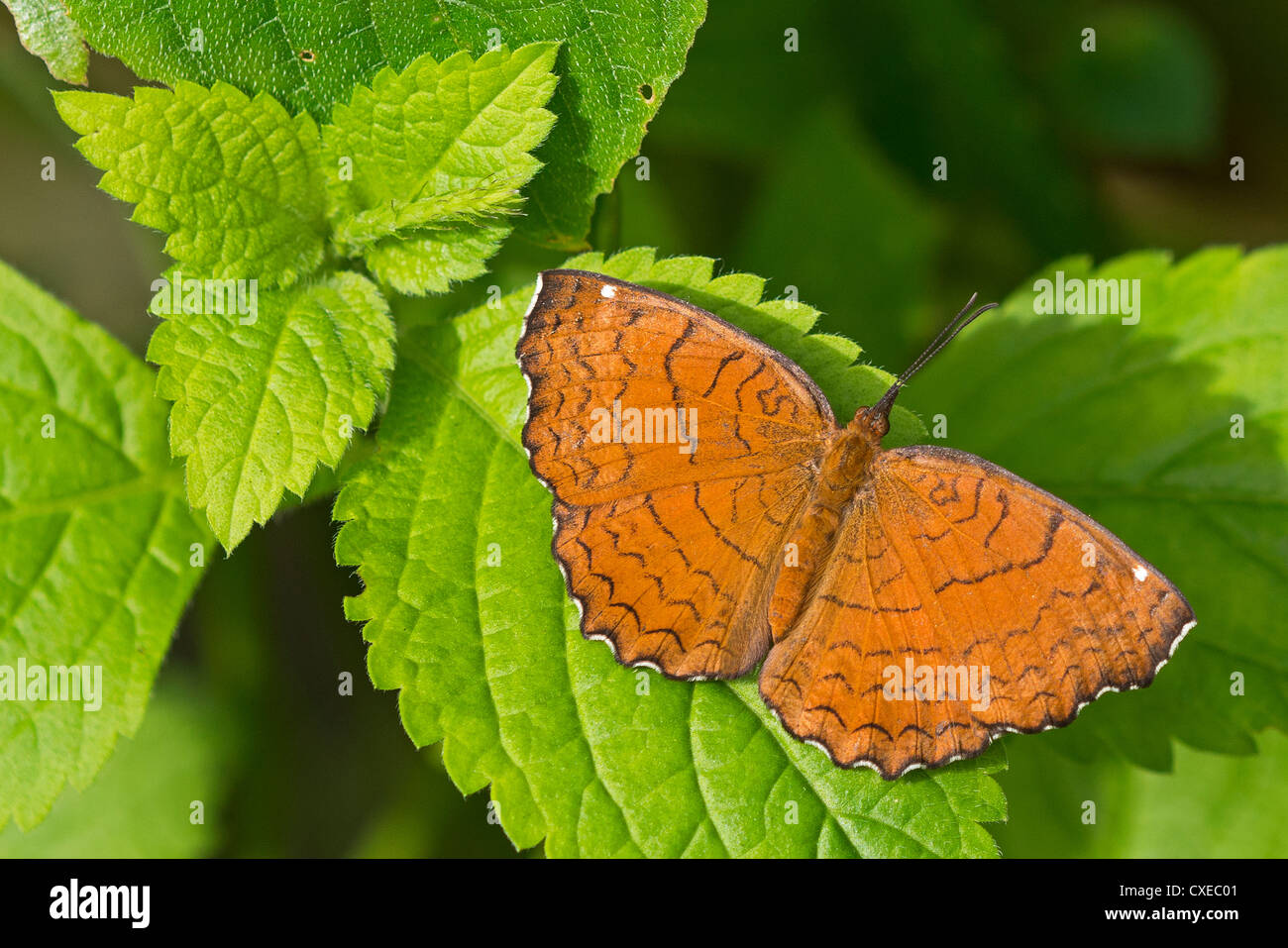 Ein Erwachsener abgewinkelt Castor-Schmetterling Stockfoto