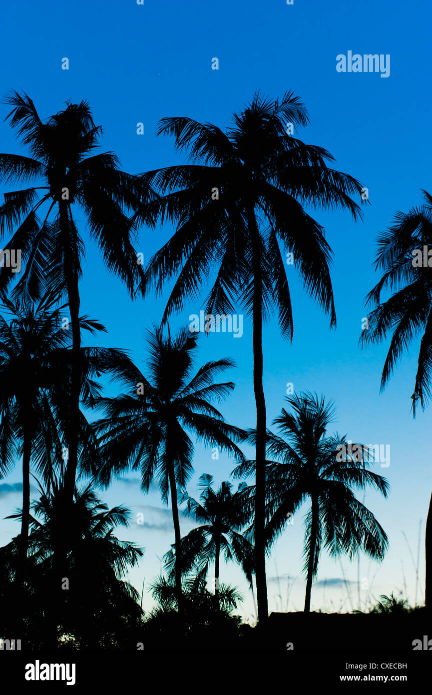 Palmen in der Nacht, Silhouette, Sengiggi Beach, Lombok, Indonesien, Südostasien, Asien Stockfoto