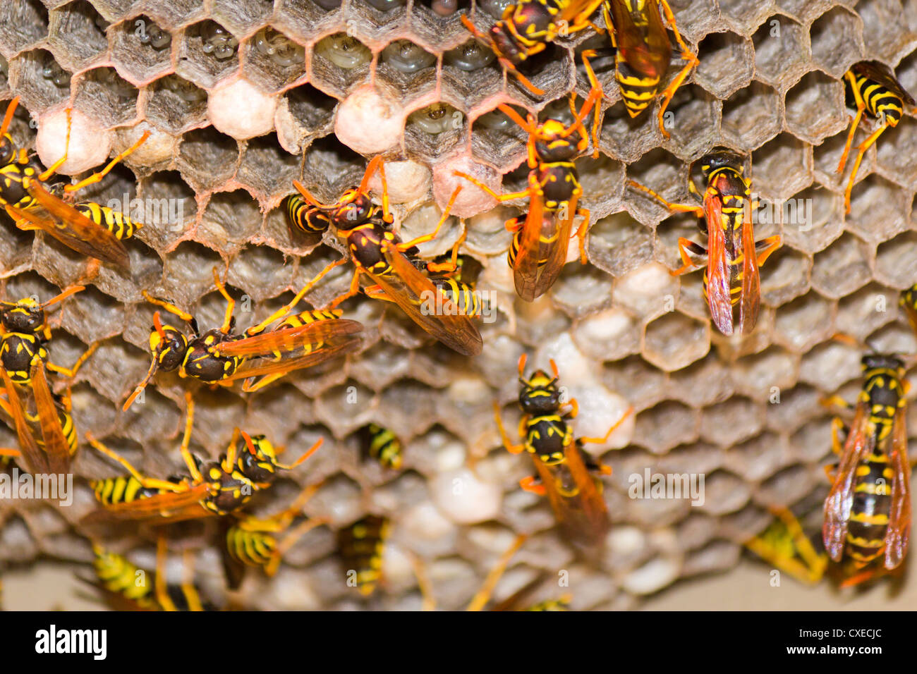 Eine Wespe ist nächste mit Vespula Germanica Insekt. Stockfoto