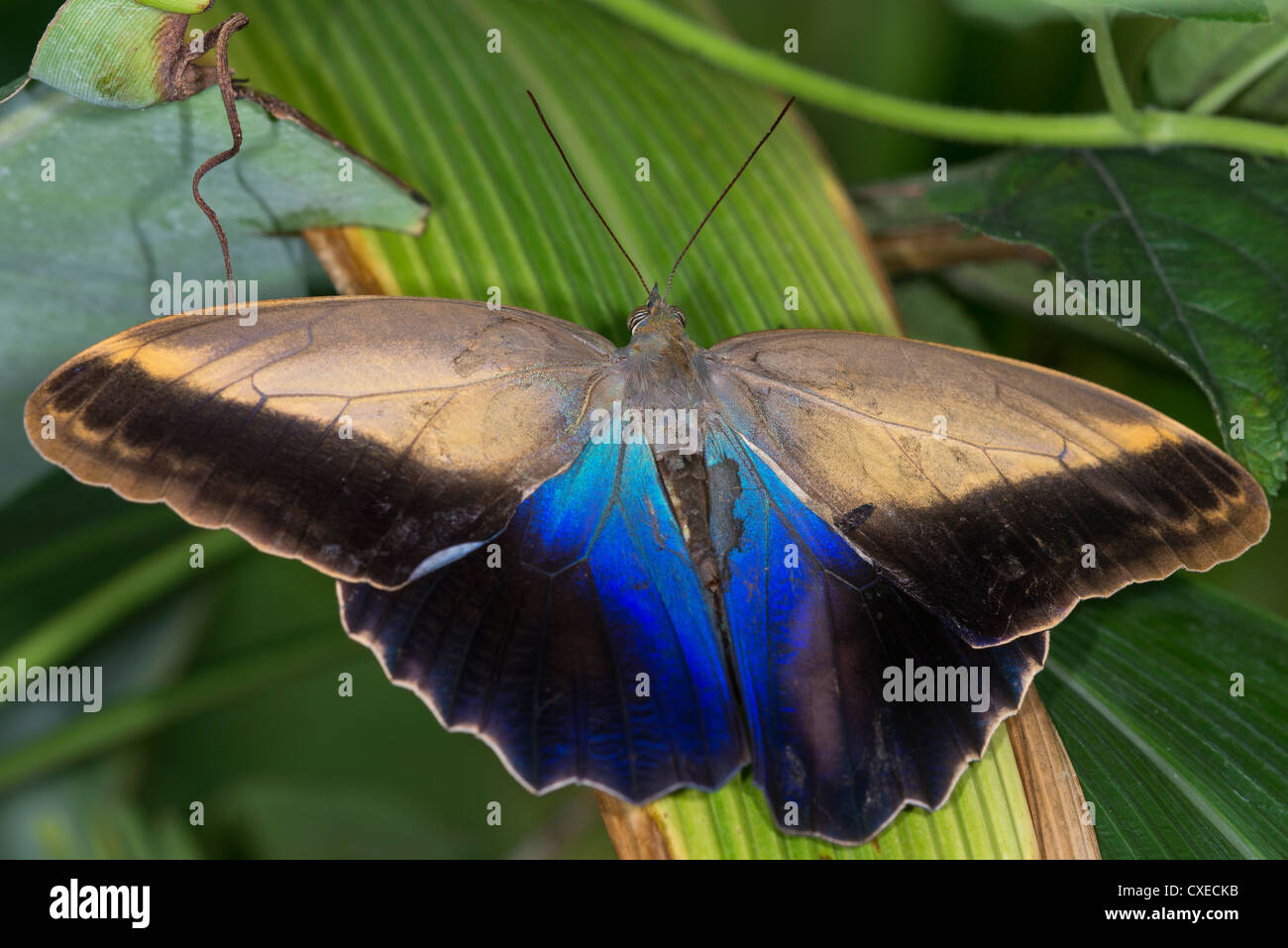 Ein Erwachsener Eule Schmetterling in der Sonne aalen Stockfoto