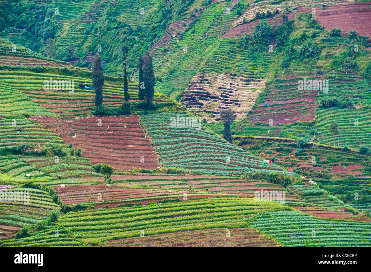 Gemüsefelder in Wonosobo, Dieng Plateau, Java, Indonesien, Südostasien, Asien Stockfoto