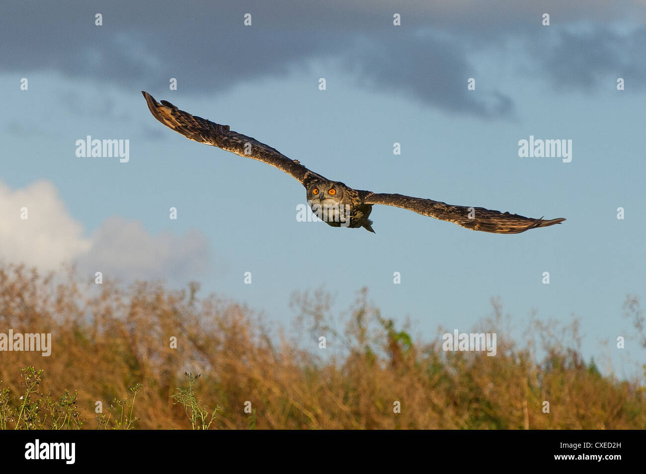 Ein Erwachsener Europäische Uhu fliegen Stockfoto