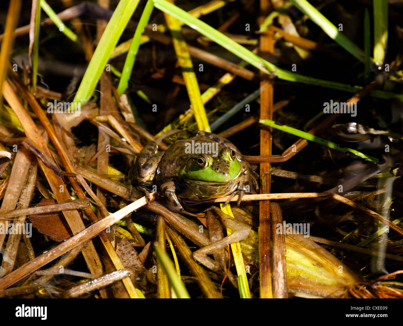 Ochsenfrosch Rana Catesbeiana amerikanischer Ochsenfrosch Bull frog Stockfoto