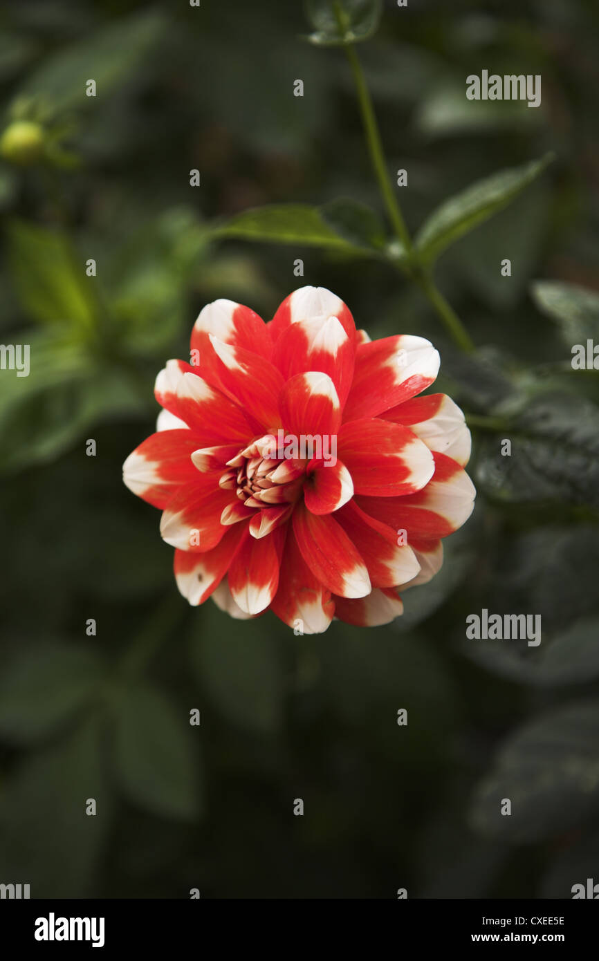 Weiß-rote Chrysantheme im Herbst Garten Stockfoto