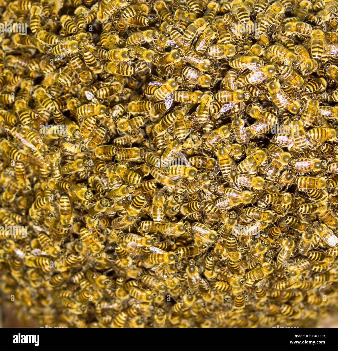 Soziale Bienen bauen neues nest Stockfoto